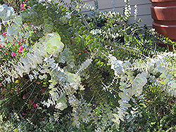 Baby Blue Silver-leaved Mountain Gum (Eucalyptus pulverulenta 'Baby Blue') at Debbie's Greenhouse & Garden Centre