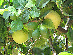 Eureka Lemon (Citrus limon 'Eureka') at Debbie's Greenhouse & Garden Centre