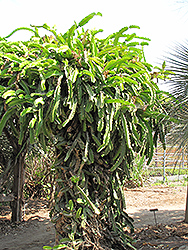 Dragon Fruit (Hylocereus undatus) at Debbie's Greenhouse & Garden Centre