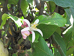 Eureka Lemon (Citrus limon 'Eureka') at Debbie's Greenhouse & Garden Centre