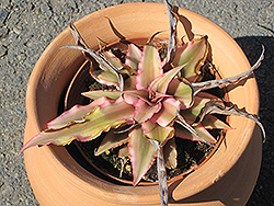 Marian Oppenheimer Bromeliad (Cryptanthus 'Marian Oppenheimer') at Debbie's Greenhouse & Garden Centre