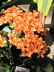 Kalanchoe (Kalanchoe blossfeldiana) at Debbie's Greenhouse & Garden Centre