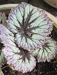 Fireworks Begonia (Begonia rex 'Fireworks') at Debbie's Greenhouse & Garden Centre