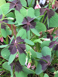 Iron Cross Good Luck Plant (Oxalis tetraphylla 'Iron Cross') at Debbie's Greenhouse & Garden Centre