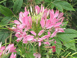 Sparkler Lavender Spiderflower (Cleome hassleriana 'Sparkler Lavender') at Debbie's Greenhouse & Garden Centre