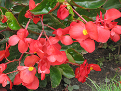 Dragon Wing Red Begonia (Begonia 'Dragon Wing Red') at Debbie's Greenhouse & Garden Centre