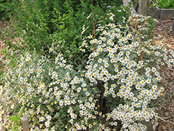 German Chamomile (Matricaria recutita) at Debbie's Greenhouse & Garden Centre