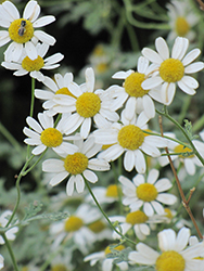 German Chamomile (Matricaria recutita) at Debbie's Greenhouse & Garden Centre