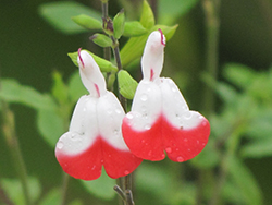 Hot Lips Sage (Salvia microphylla 'Hot Lips') at Debbie's Greenhouse & Garden Centre