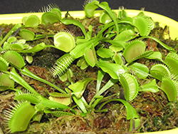 Venus Flytrap (Dionaea muscipula) at Debbie's Greenhouse & Garden Centre