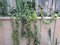 Hindu Rope Plant (Hoya carnosa 'Compacta') at Debbie's Greenhouse & Garden Centre