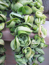 Hindu Rope Plant (Hoya carnosa 'Compacta') at Debbie's Greenhouse & Garden Centre
