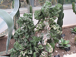 Crested Elkhorn (Euphorbia lactea 'Cristata') at Debbie's Greenhouse & Garden Centre