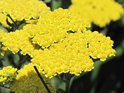 Moonshine Yarrow (Achillea 'Moonshine') at Debbie's Greenhouse & Garden Centre