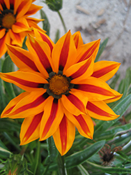 Big Kiss Orange Flame Gazania (Gazania 'Big Kiss Orange Flame') at Debbie's Greenhouse & Garden Centre