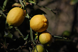 Eureka Lemon (Citrus limon 'Eureka') at Debbie's Greenhouse & Garden Centre