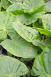 Calidora Elephant's Ear (Alocasia 'Calidora') at Debbie's Greenhouse & Garden Centre