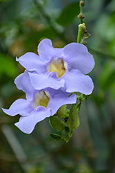Blue Trumpet Vine (Thunbergia grandiflora) at Debbie's Greenhouse & Garden Centre