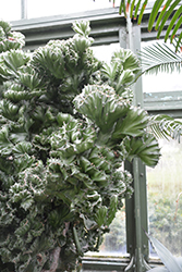 Crested Elkhorn (Euphorbia lactea 'Cristata') at Debbie's Greenhouse & Garden Centre