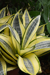 Golden Hahnii Snake Plant (Sansevieria trifasciata 'Golden Hahnii') at Debbie's Greenhouse & Garden Centre