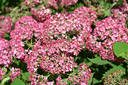 Invincibelle Ruby Hydrangea (Hydrangea arborescens 'NCHA3') at Debbie's Greenhouse & Garden Centre