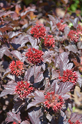 Ginger Wine Ninebark (Physocarpus opulifolius 'SMNPOBLR') at Debbie's Greenhouse & Garden Centre