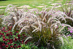 Fountain Grass (Pennisetum setaceum) at Debbie's Greenhouse & Garden Centre
