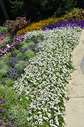 Supertunia Latte Petunia (Petunia 'Supertunia Latte') at Debbie's Greenhouse & Garden Centre