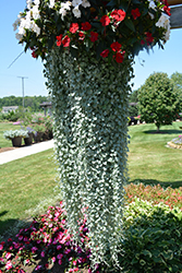 Silver Falls Dichondra (Dichondra argentea 'Silver Falls') at Debbie's Greenhouse & Garden Centre
