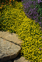 Gold Dust Mecardonia (Mecardonia 'Gold Dust') at Debbie's Greenhouse & Garden Centre