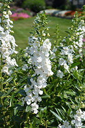 Angelface Super White Angelonia (Angelonia angustifolia 'Angelface Super White') at Debbie's Greenhouse & Garden Centre