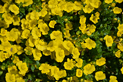Gold Dust Mecardonia (Mecardonia 'Gold Dust') at Debbie's Greenhouse & Garden Centre