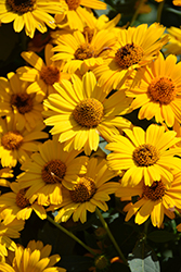 Tuscan Sun False Sunflower (Heliopsis helianthoides 'Tuscan Sun') at Debbie's Greenhouse & Garden Centre