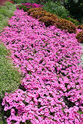 Supertunia Vista Bubblegum Petunia (Petunia 'Supertunia Vista Bubblegum') at Debbie's Greenhouse & Garden Centre