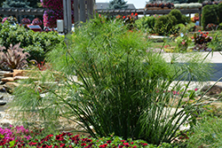 King Tut Egyptian Papyrus (Cyperus papyrus 'King Tut') at Debbie's Greenhouse & Garden Centre