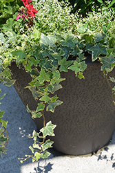 Yellow Ripple Ivy (Hedera helix 'Yellow Ripple') at Debbie's Greenhouse & Garden Centre
