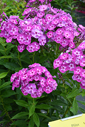 Laura Garden Phlox (Phlox paniculata 'Laura') at Debbie's Greenhouse & Garden Centre