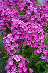 Grape Lollipop Garden Phlox (Phlox paniculata 'Ditomsur') at Debbie's Greenhouse & Garden Centre