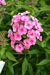 Coral Creme Drop Garden Phlox (Phlox paniculata 'Ditomdre') at Debbie's Greenhouse & Garden Centre