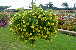 MiniFamous Neo Deep Yellow Calibrachoa (Calibrachoa 'MiniFamous Neo Deep Yellow') at Debbie's Greenhouse & Garden Centre