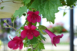 Lofos Wine Red Creeping Gloxinia (Lophospermum 'Sun-asaro') at Debbie's Greenhouse & Garden Centre