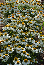 PowWow White Coneflower (Echinacea purpurea 'PowWow White') at Debbie's Greenhouse & Garden Centre