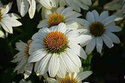 PowWow White Coneflower (Echinacea purpurea 'PowWow White') at Debbie's Greenhouse & Garden Centre