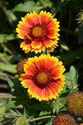 Arizona Sun Blanket Flower (Gaillardia x grandiflora 'Arizona Sun') at Debbie's Greenhouse & Garden Centre