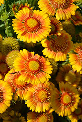 Arizona Apricot Blanket Flower (Gaillardia x grandiflora 'Arizona Apricot') at Debbie's Greenhouse & Garden Centre