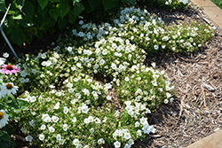 Rapido White Bellflower (Campanula carpatica 'Rapido White') at Debbie's Greenhouse & Garden Centre