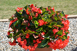 Megawatt Red Green Leaf Begonia (Begonia 'Megawatt Red Green Leaf') at Debbie's Greenhouse & Garden Centre