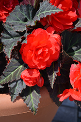 Nonstop Mocca Cherry Begonia (Begonia 'Nonstop Mocca Cherry') at Debbie's Greenhouse & Garden Centre