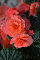 Solenia Salmon Coral Begonia (Begonia x hiemalis 'Solenia Salmon Coral') at Debbie's Greenhouse & Garden Centre