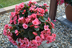 Solenia Light Pink Begonia (Begonia x hiemalis 'Solenia Light Pink') at Debbie's Greenhouse & Garden Centre